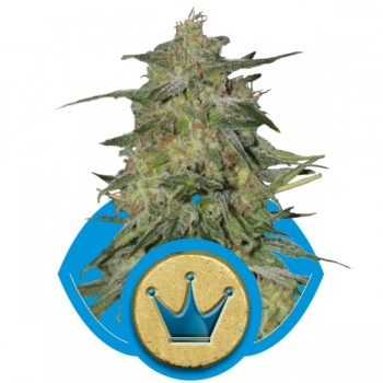 http://grubylolek.pl/1034-thickbox_atch/nasiona-marihuany-royal-highness.jpg