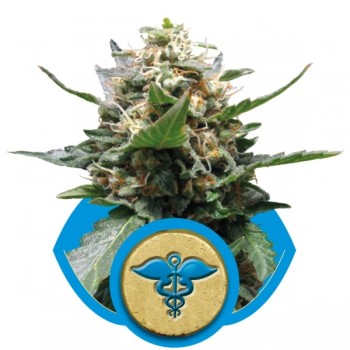 http://grubylolek.pl/1037-thickbox_atch/nasiona-marihuany-royal-medic.jpg