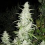 nasiona marihuany Maroc