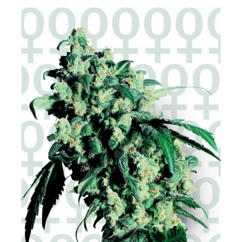 http://grubylolek.pl/220-thickbox_atch/nasiona-marihuany-super-skunk.jpg