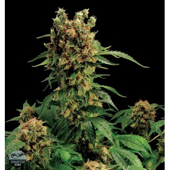 http://grubylolek.pl/231-thickbox_atch/nasiona-marihuany-california-hash-plant.jpg