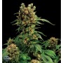 nasiona marihuany California Hash Plant