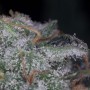 nasiona marihuany Nebula