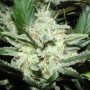 nasiona marihuany Sensi Star