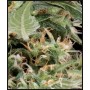 nasiona marihuany Arjan's Ultra Haze 1 ®