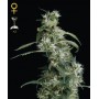 nasiona marihuany Arjan's Ultra Haze 2 ®