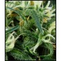 nasiona marihuany Arjan's Ultra Haze 2 ®