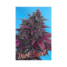 nasiona marihuany Dark Devil ® Auto