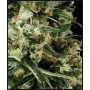  nasiona marihuany Arjan's Haze 2 ®