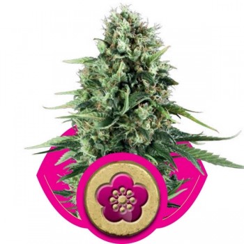 http://grubylolek.pl/858-thickbox_atch/nasiona-marihuany-power-flower.jpg