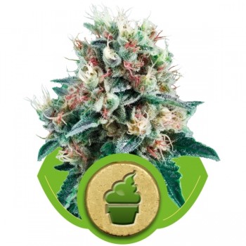 http://grubylolek.pl/879-thickbox_atch/nasiona-marihuany-royal-creamatic.jpg