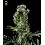 nasiona marihuany  Arjan's Haze 2 ®